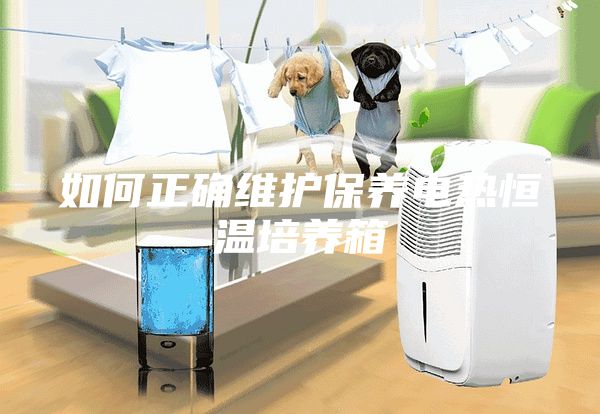 如何正確維護保養(yǎng)電熱恒溫培養(yǎng)箱